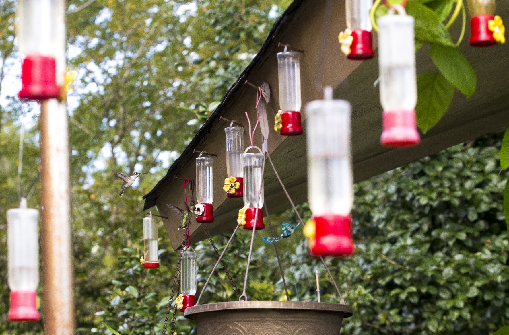 Humming Bird Al Foster04.JPG